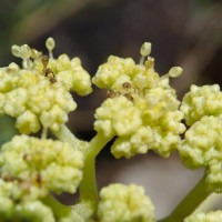 Gyrocarpus americanus Jacq.